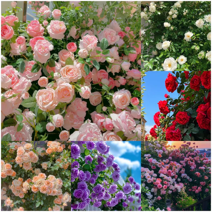 Big Bloom Rose – Any Place, Any Season - Image 3