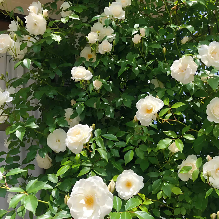 Big Bloom Rose – Any Place, Any Season - Image 5
